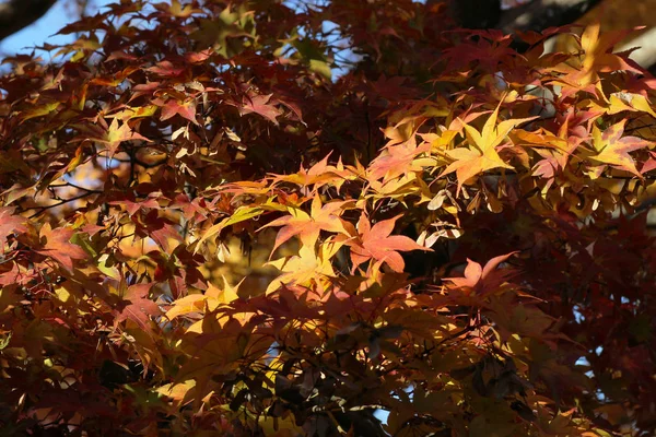 Ιαπωνικό Maple φύλλα φθινοπώρου Tofuku ji ναός — Φωτογραφία Αρχείου