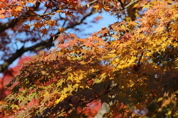 花园与秋天的叶子颜色反对阳光. — 图库照片