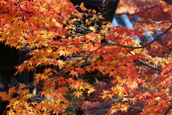 Tuin met Fall gebladerte kleuren tegen zonlicht. — Stockfoto