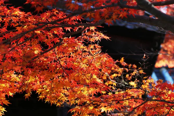 Ogród z kolorami jesieni przeciwko światło słoneczne. — Zdjęcie stockowe