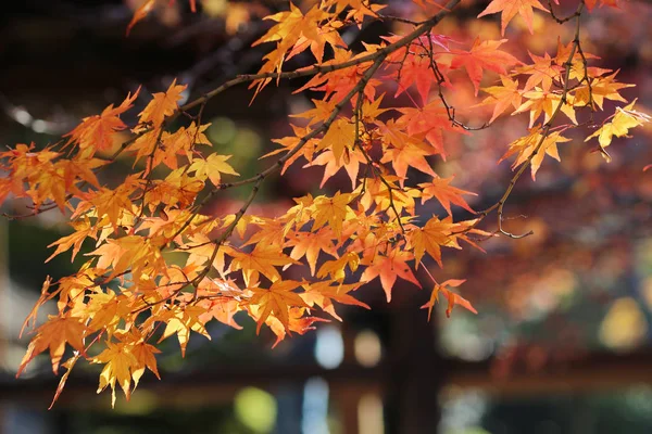 太陽の光に秋の紅葉色で庭. — ストック写真