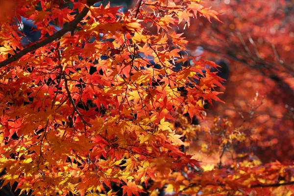  Bahçe sonbaharda yapraklar renk güneş ışığı karşı.