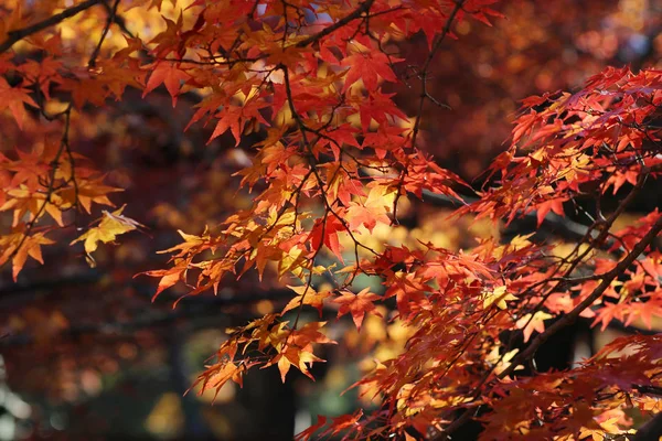 Jardín con colores Fall Foliage contra la luz solar . — Foto de Stock