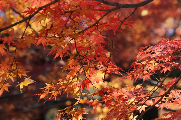 Garten mit Herbst-Laubfärbungen gegen Sonnenlicht. — Stockfoto