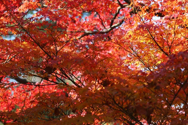 Bahçe sonbaharda yapraklar renk güneş ışığı karşı. — Stok fotoğraf