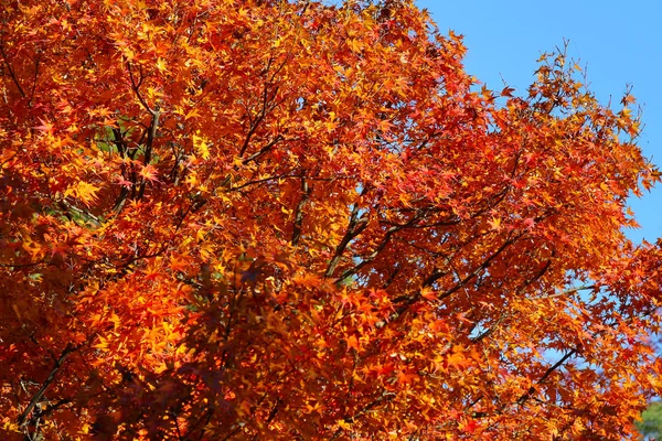 Jardín con colores Fall Foliage contra la luz solar . — Foto de Stock