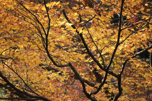Цветной осенний сезон в Маншу в Мондзэки Киото — стоковое фото