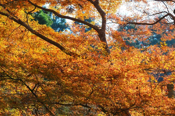 Manshu w Monzeki w kyoto Japonia — Zdjęcie stockowe