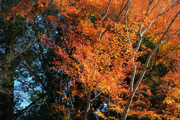 Ful χρώμα φθινόπωρο σεζόν στο Manshu στο Monzeki του Κιότο — Φωτογραφία Αρχείου