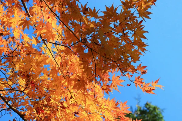 Temporada de otoño llena de color en Manshu en Monzeki kyoto — Foto de Stock