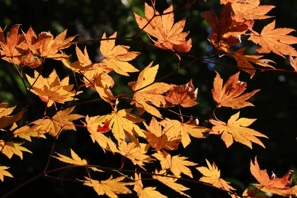 Ful kolor jesienią sezonu w Manshu w Kioto Monzeki — Zdjęcie stockowe