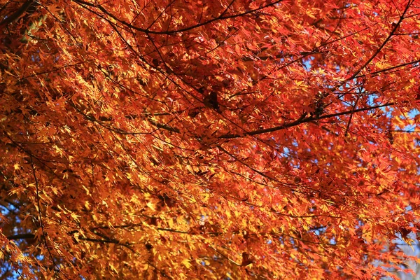 Temporada de otoño llena de color en Manshu en Monzeki kyoto —  Fotos de Stock