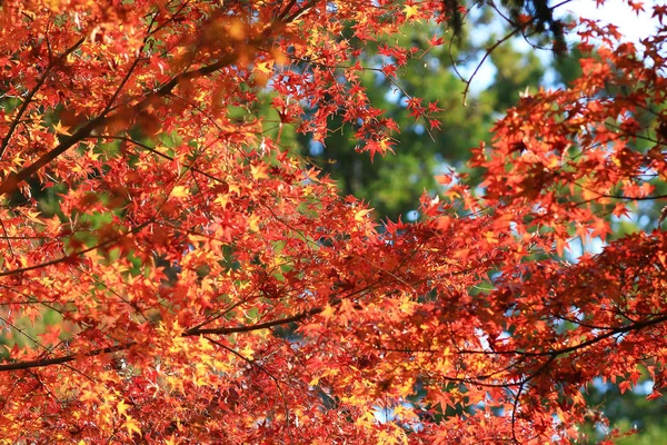 Época de outono colorido em Manshu em Monzeki kyoto — Fotografia de Stock