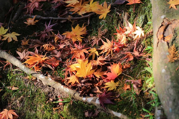 蒙泽基京都的满书色彩丰富的秋天 — 图库照片
