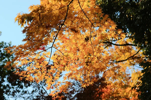 Un Manshu en Monzeki en kyoto japan — Foto de Stock