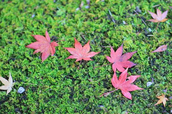 Ahornblätter farbenfroher Herbst bei zuiganzan enkouji — Stockfoto