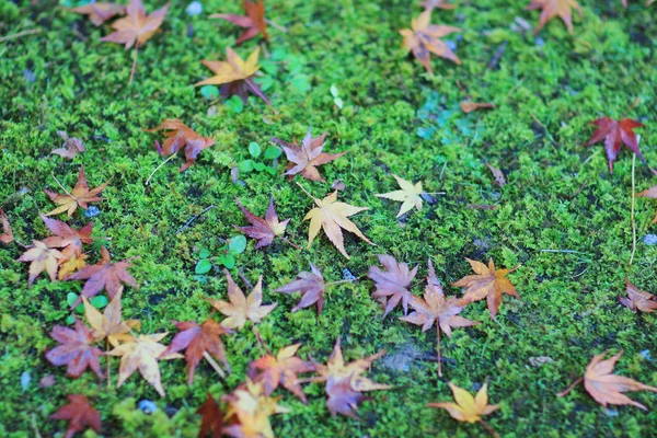 Hojas de arce colorido otoño en Zuiganzan Enkouji —  Fotos de Stock