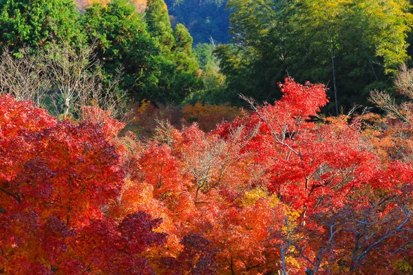 Folhas de bordo outono colorido em Zuiganzan Enkouji — Fotografia de Stock