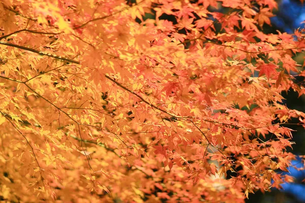 Hojas de arce colorido otoño en Zuiganzan Enkouji — Foto de Stock