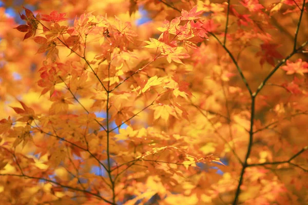 Кленовые листья яркой осенью в Zuiganzan Enkouji — стоковое фото