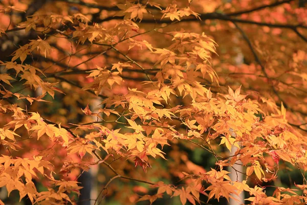 Zuiganzan Enkouji で秋に色鮮やかなカエデを葉します。 — ストック写真