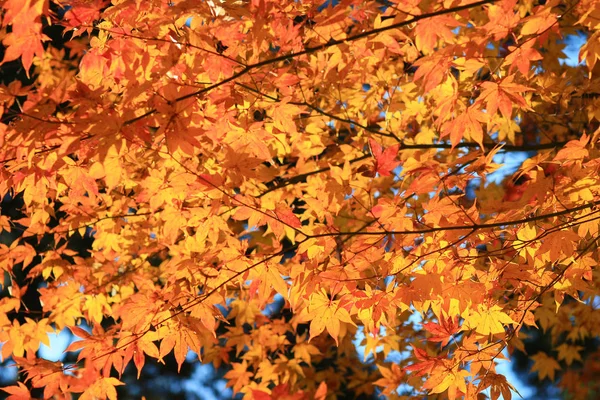 Ahornblätter bunt im Herbst bei zuiganzan enkouji — Stockfoto