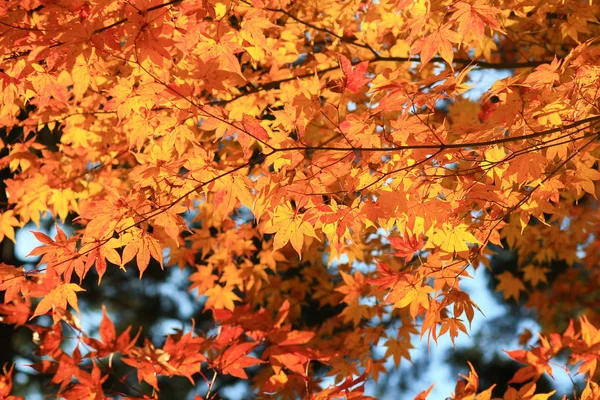 Кленові листи барвистими восени в Zuiganzan Enkouji — стокове фото