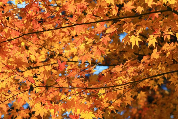 Кленовые листья цветные осенью в Zuiganzan Enkouji — стоковое фото