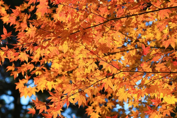 Кленові листи барвистими восени в Zuiganzan Enkouji — стокове фото