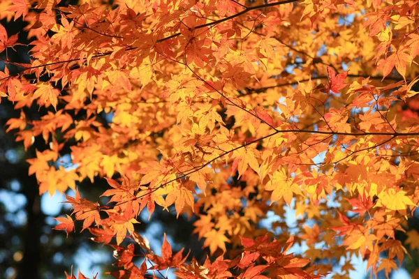 Кленовые листья цветные осенью в Zuiganzan Enkouji — стоковое фото