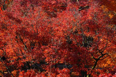  Bahçe sonbaharda yapraklar renk güneş ışığı karşı.