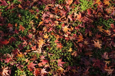 ecek ve maple Tofuku ji kyoto da