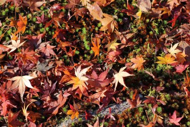 ecek ve maple Tofuku ji kyoto da