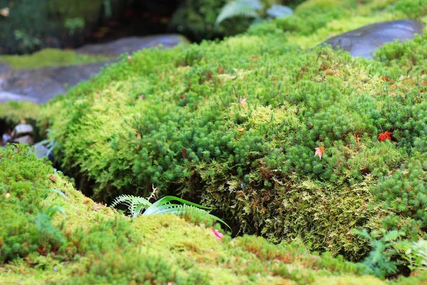 El jardín Rurikou en el Templo, kyoto —  Fotos de Stock