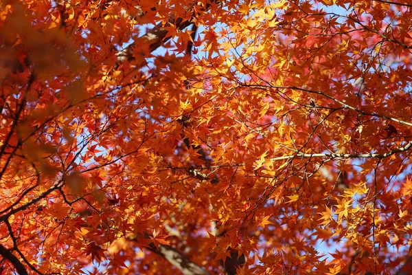 Jardín con colores Fall Foliage contra la luz solar . — Foto de Stock