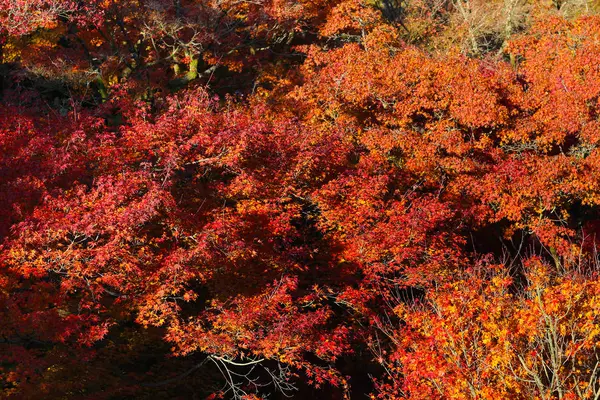 Vista do jardim japonês no outono — Fotografia de Stock