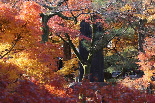 Ogród z kolorami jesieni przeciwko światło słoneczne. — Zdjęcie stockowe