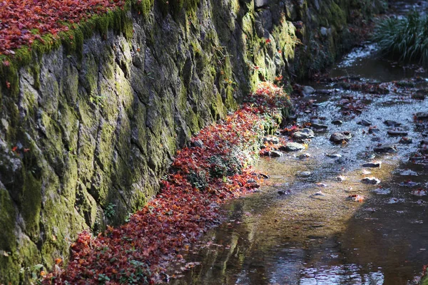 El jardín del templo de ji de Tofuku con el follaje del otoño — Foto de Stock