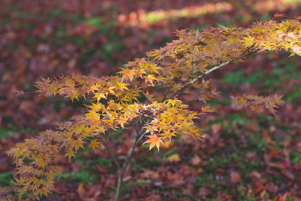 Autumn foliage in Tofuku ji Temple in japan — Stock Photo, Image