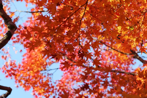 Garten mit Herbst-Laubfärbungen gegen Sonnenlicht. — Stockfoto