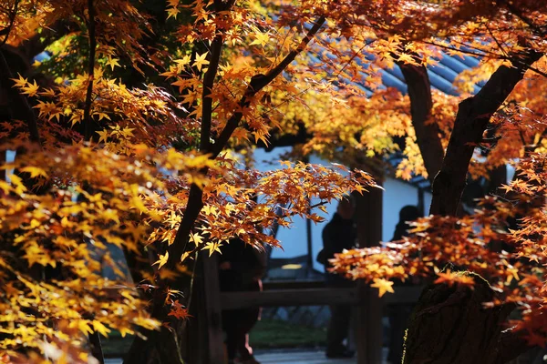 Das Kyoto-Reiseziel während der Herbstsaison. — Stockfoto