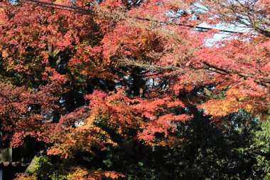 Kyoto seyahat hedef sonbahar mevsiminde.
