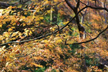 Rurikou Tapınağı, kyoto, sonbahar sezon