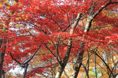 Rurikou Tapınağı, kyoto, sonbahar sezon