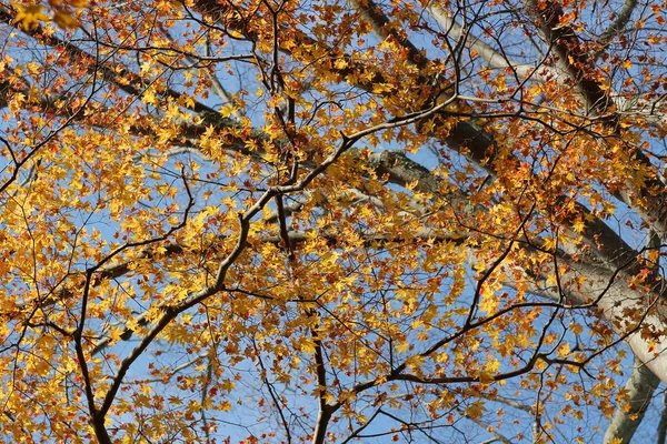 Fall nature view of Yase Hieizan Guchi — Stock Photo, Image