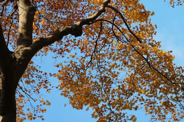 Осенний вид на природу Ясэ Хиэйцзан Гути — стоковое фото