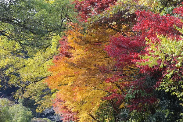 Hösten säsongen vy av Yase Takaragaike Guchi — Stockfoto