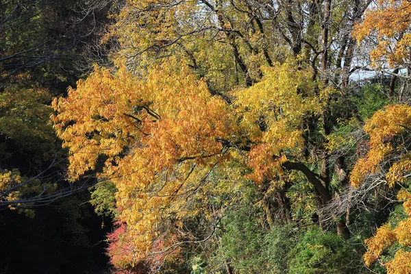 Vyn naturen av Yase Takaragaike Guchi — Stockfoto