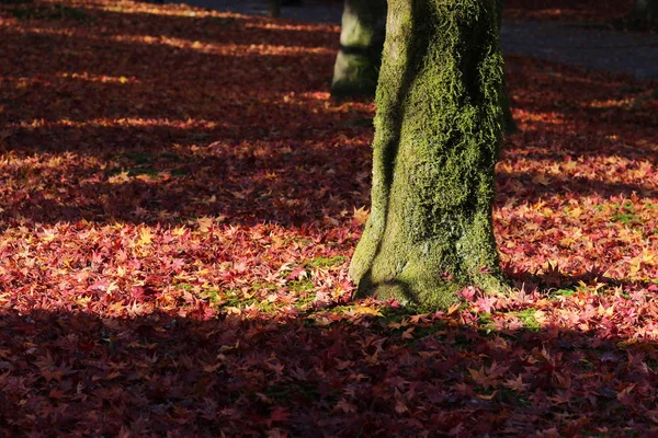 Feuillage d'automne au Temple Tofuku ji au Japon — Photo