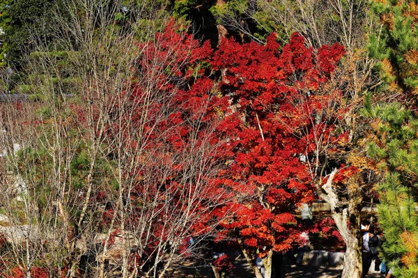 Giardino con caduta colori fogliame contro la luce del sole . — Foto Stock